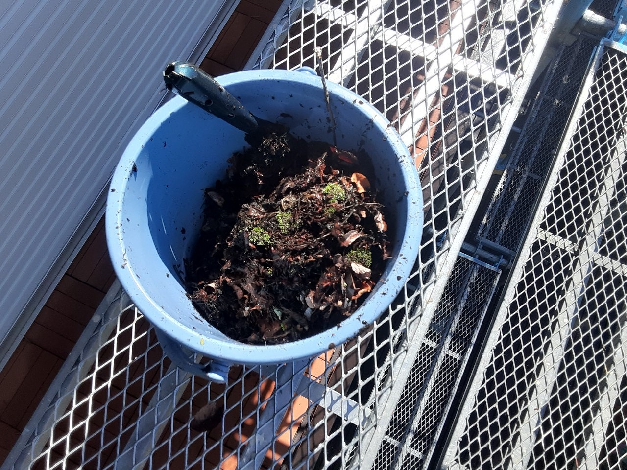 雨樋にたまった泥